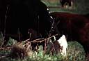 TN_TN_cow.JPG
