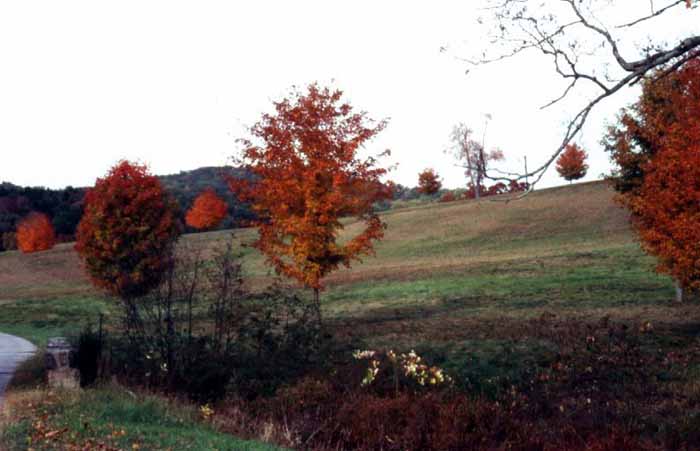 Landscape Of trees